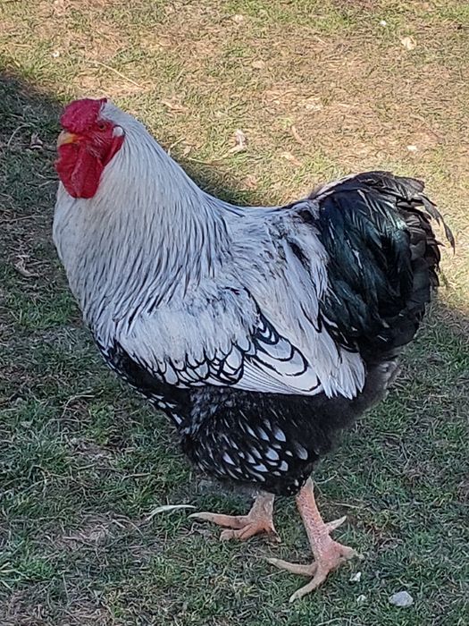 Wiandotte oua proaspete