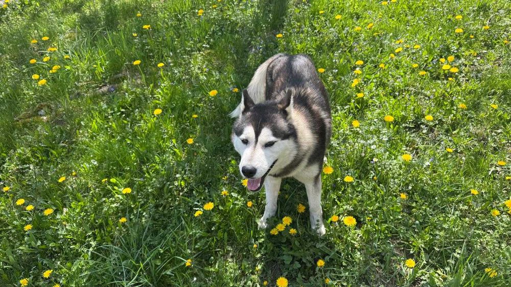 Adoptie responsabila Husky, 4 ani