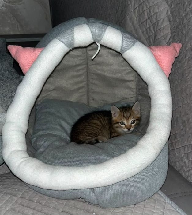 Отдам котят в добрые руки