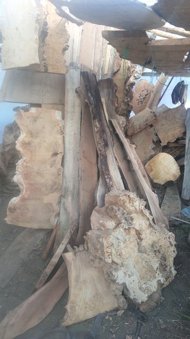 Blaturi plop negru bubos