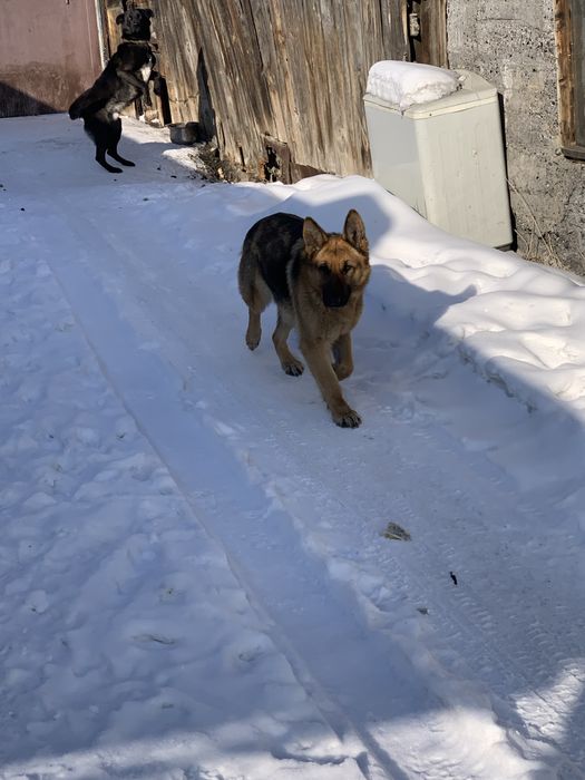 Продам немецкую овчарку