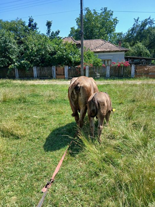 Vacă cu vițel  de vânzare