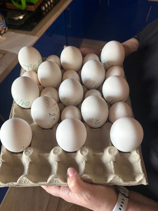 Ouă incubat rața gașca gaină