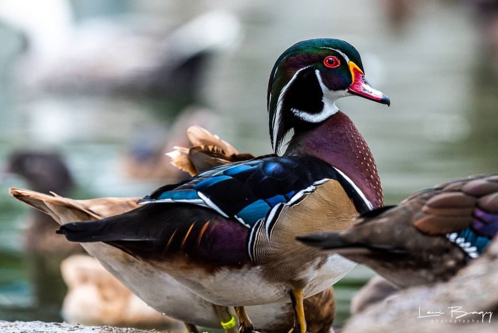 Vând Lebede, gaste, Rațe mandarin, carolin, sulitar, fluieratoare etc