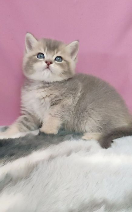 британский мальчик голубая шиншилла