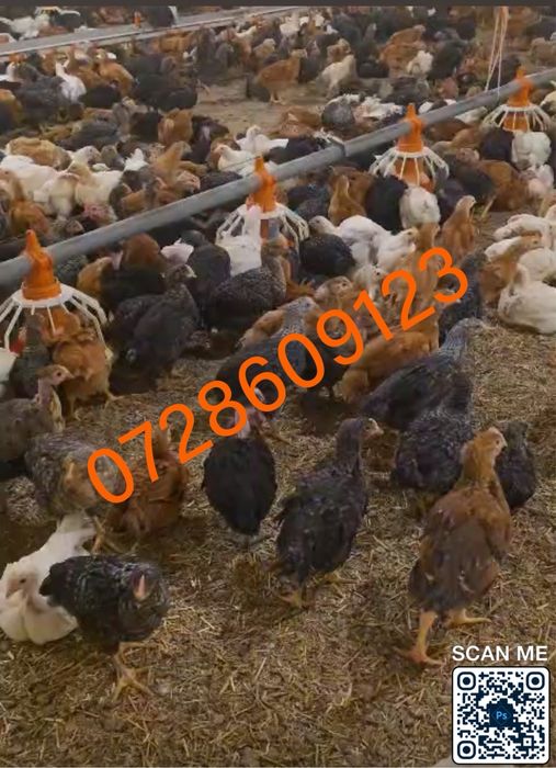 Pui colorati rasa mixta