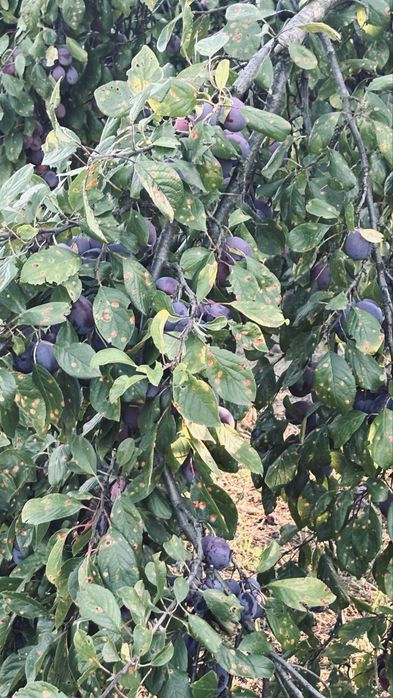 Prune pentru tuica