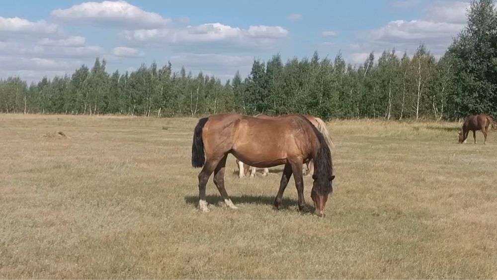 Лошади с жеребятами с табуна