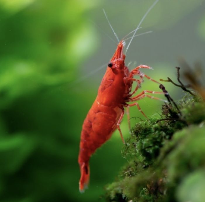 Креветки для аквариума 1 см – размножаются и чистят дно аквариума