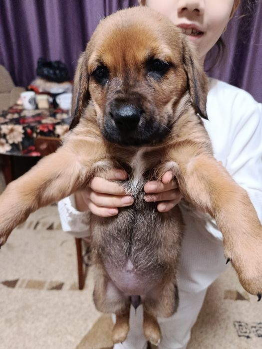 Девочка бигль не дорого