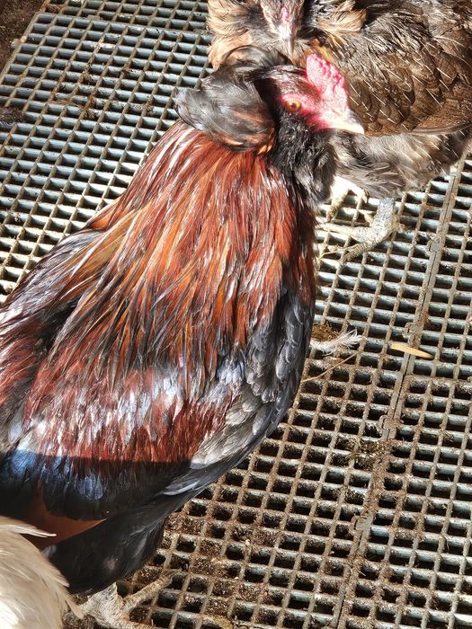 Oua incubat de la păsările din imagini