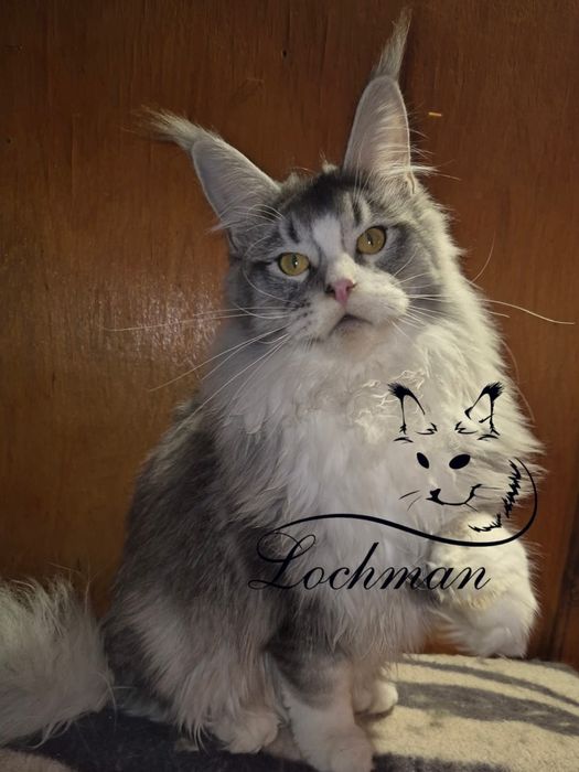 Мейн-кун котята с питомника