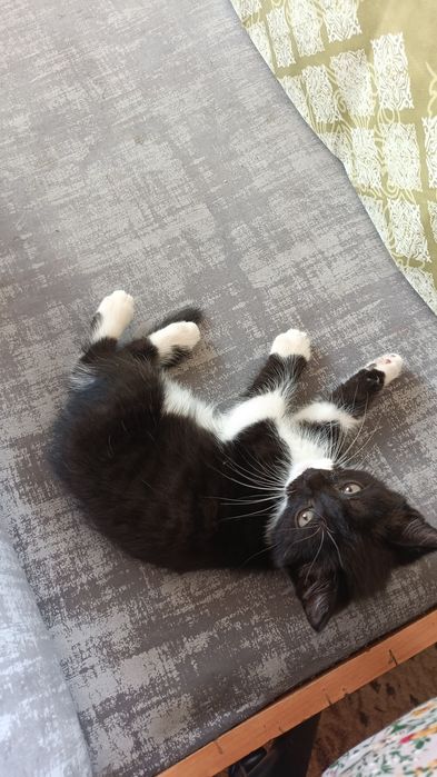 Котенок 2 месяца.