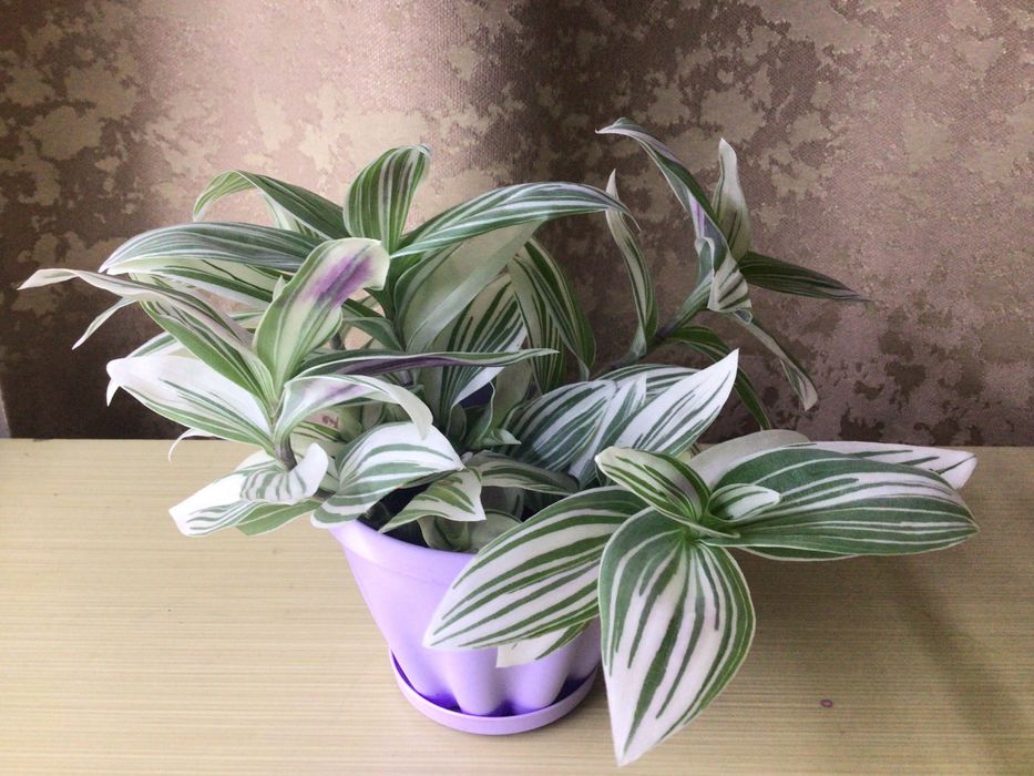 Традесканция Альбовитата