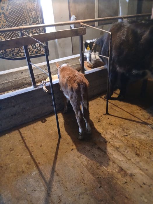 Бұзаулы сиыр сатылады .