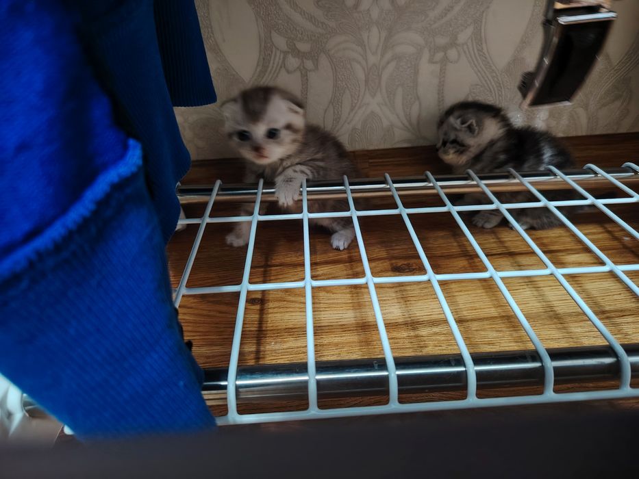 Продам милые котята