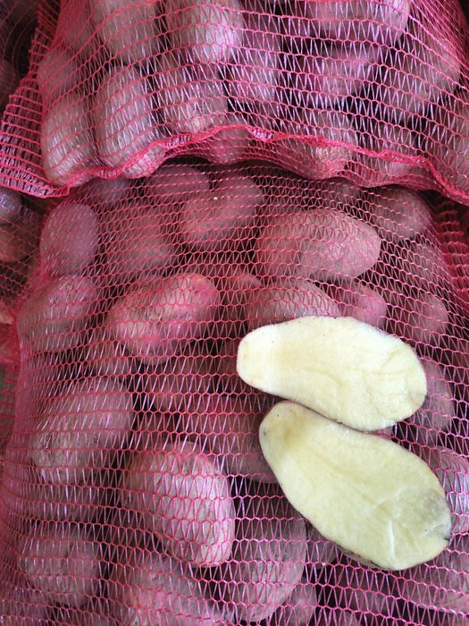 Cartofi roșu mari 60 plus