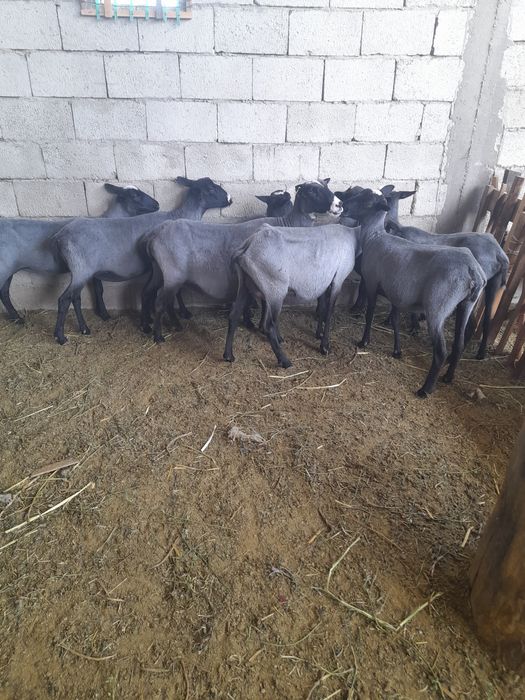 Ramanuf qo'ylari sotiladi