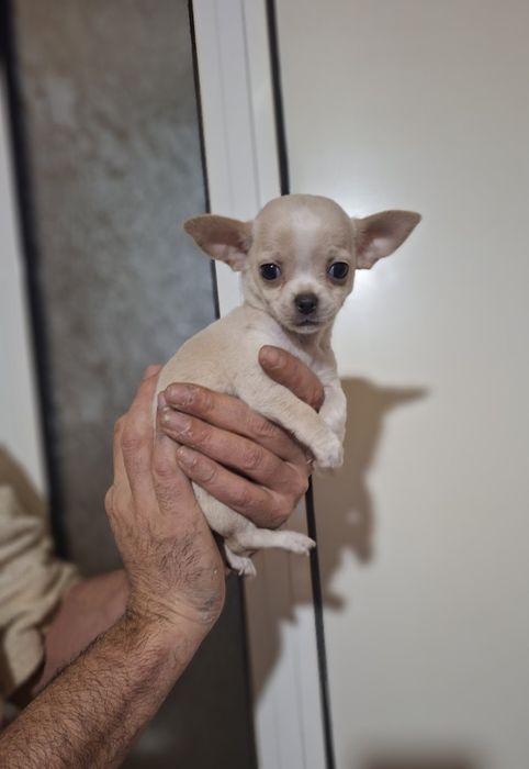 Мини чихуахуа,две момчета и две момичета.