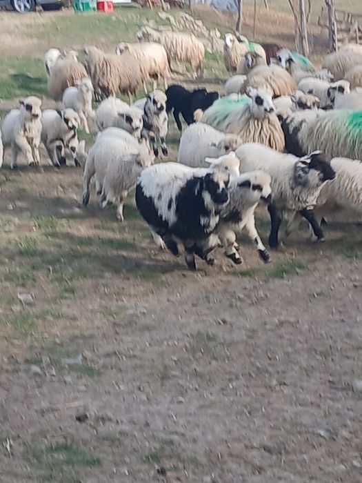Vind 98 oi cu miei mari frumoși