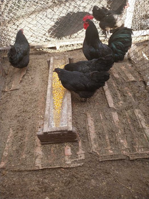 Vând găini și un cocoș Australorp