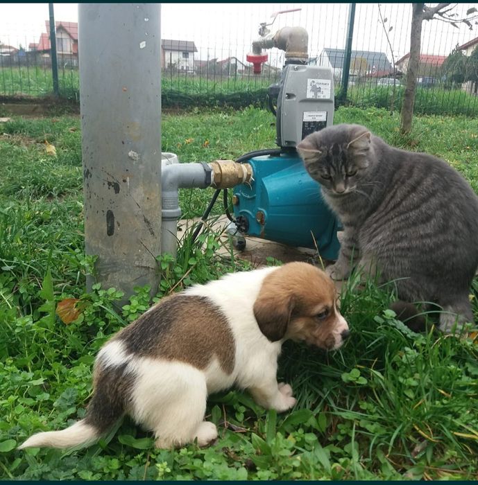 Fantani , puturi , foraje, pentru apa de santier si de udat gradina.