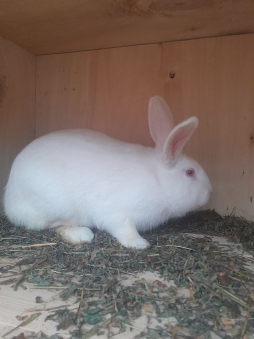 Iepuri de vânzare la preț avantajos