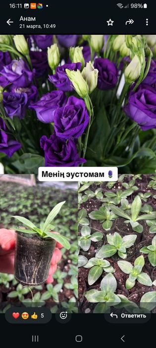 Рассада Эустомы / цветы / декор / сад