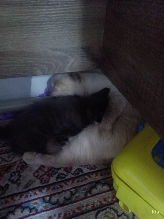 Отдадим кота в добрые руки