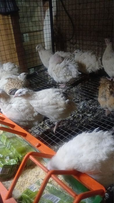 Продам перепелок