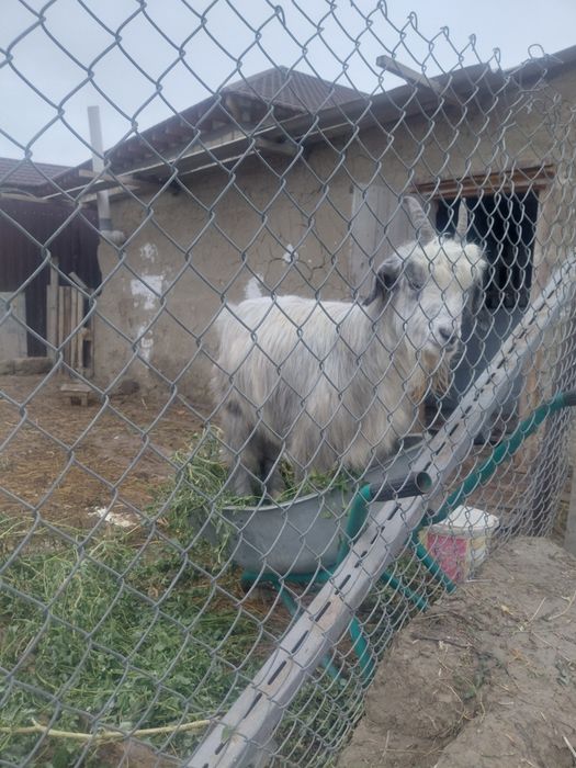 Екі ұрғашы ешкі сатамын