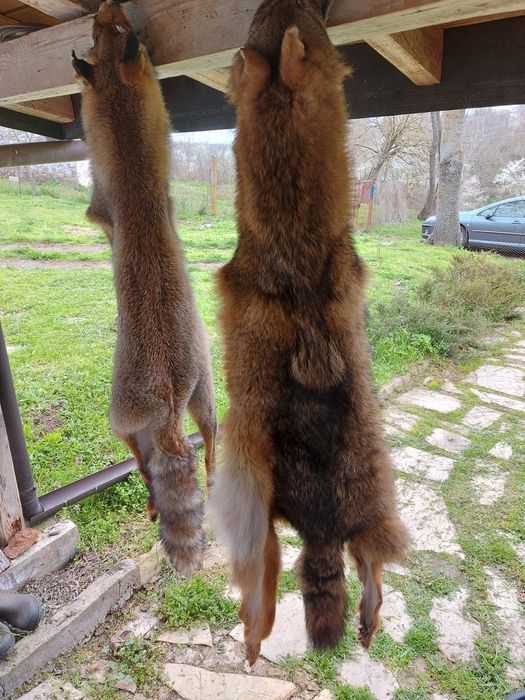 Кожи от чакал и лисица