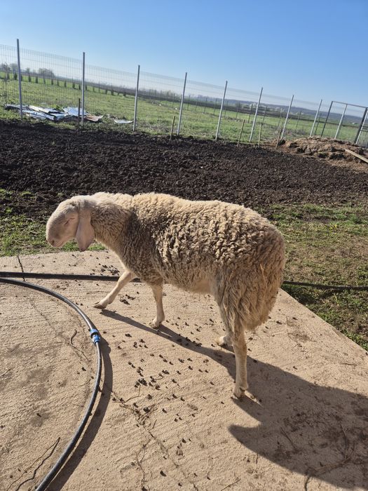 Berbec bergamasca 1,4luni