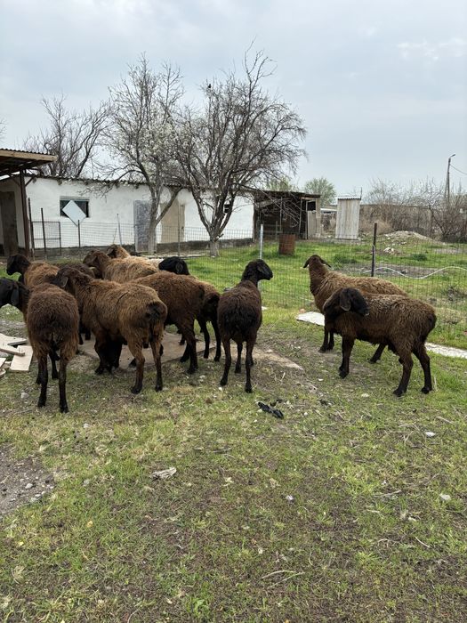 Қозылы қойлар гиссар