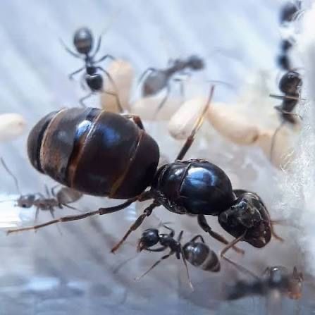 Lasius niger самка и ~семь рабочих