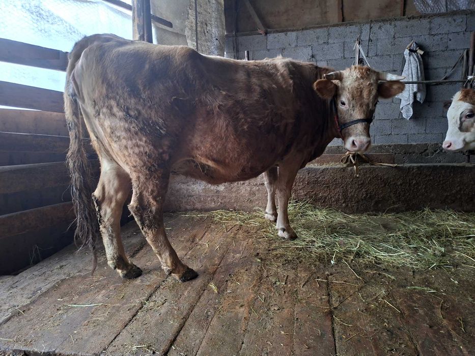 Стельная корова ...