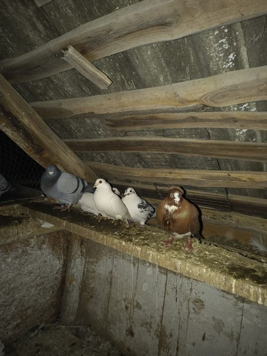 Porumbei de vânzare ornament , curte și voiajori