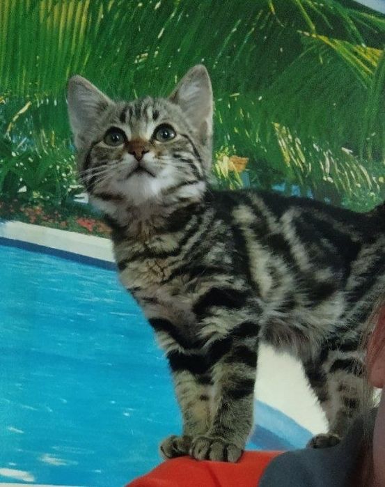 Бенгальский котёнок, девочка 2.5 месяца.