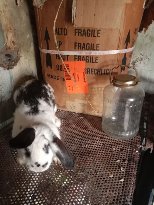 Продам кроликов майские.