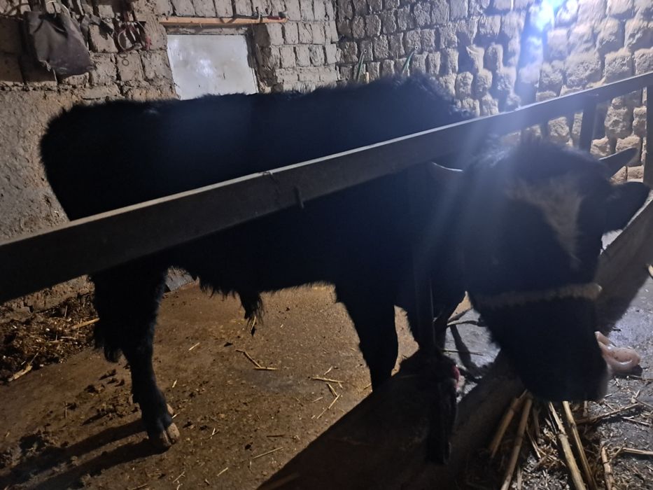 Мол 11 ойлик навос