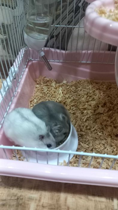 Хомяки с клеткой