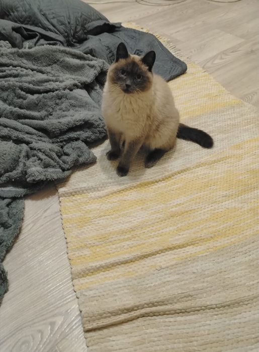 отдам кошку в добрые руки