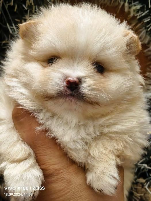 Очаровательные щенки шпица.