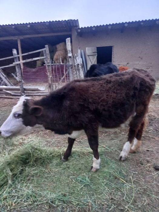 2 жасар 2 қашар сатылады