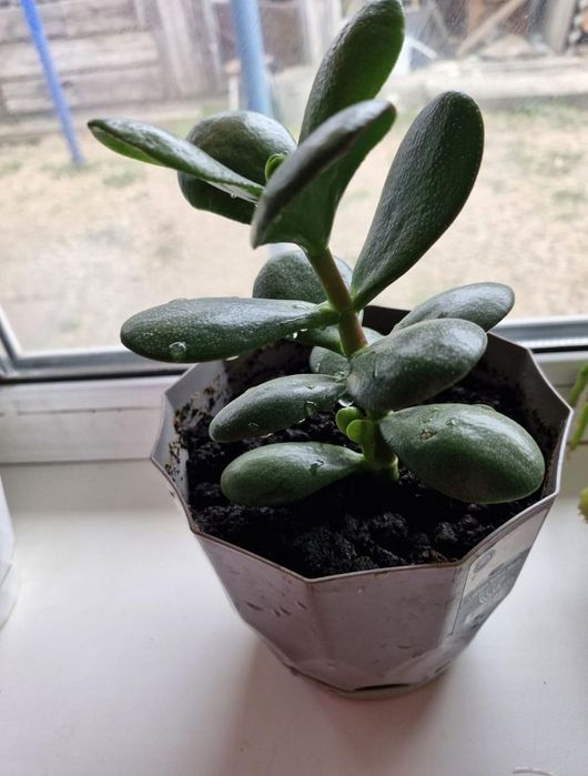 Продам денежное дерево