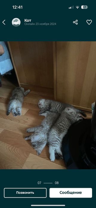 Кавалер ждет дамочек). Вязка.