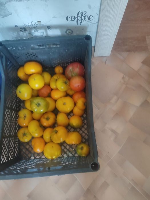 Продам помидоры дачные и горький перец