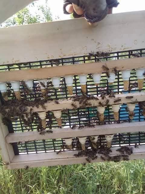 Vând mătci albine sezon 2026