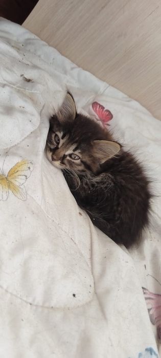 Отдам котят в добрые руки
