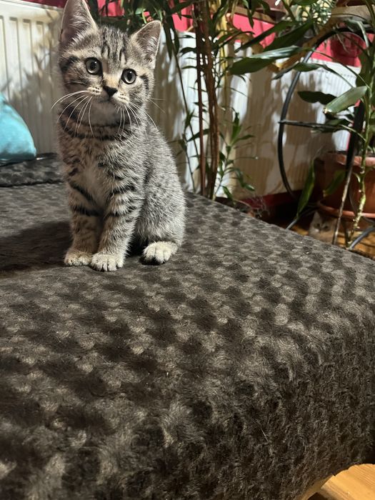 Британско късокосместо момче